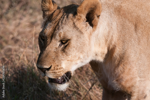 Lion  Panthera leo   Masai Mara  Kenya.