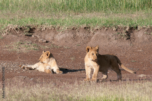 Lion (Panthera leo), Masai Mara, Kenya