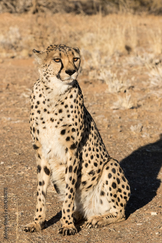Africa, Namibia, Keetmanshoop. Close-up of seated cheetah.