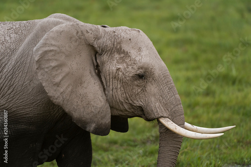 African elephant (Loxodonta Africana), Amboseli National Park, Kenya.