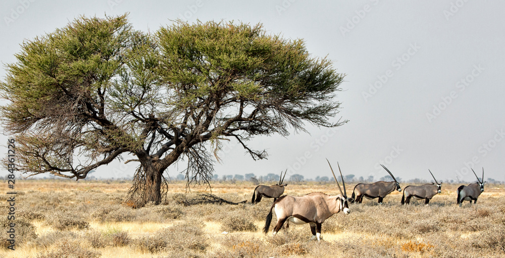 Africa, Namibia, Etosha National Park. Five Oryx and tree. Africa, Namibia, Etosha National Park. Five Oryx and tree.