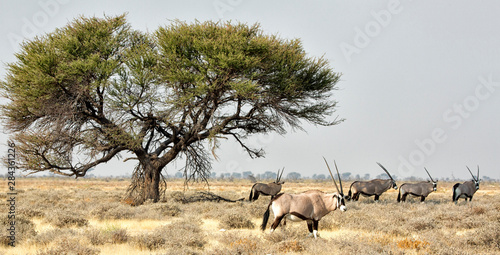 Africa  Namibia  Etosha National Park. Five Oryx and tree.