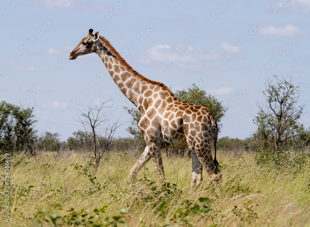 Obraz premium Africa, Namibia, Etosha National Park. Giraffe walking through grasses.