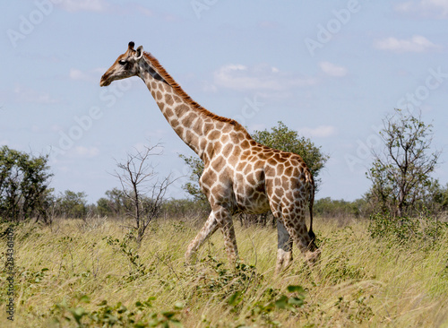 Africa, Namibia, Etosha National Park. Giraffe walking through grasses.