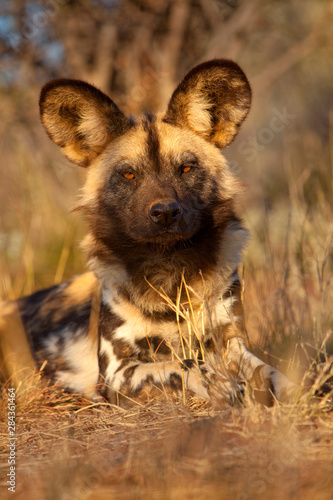 Africa, Namibia. Wild dog resting. Credit as: Jim Zuckerman / Jaynes Gallery / DanitaDelimont.com