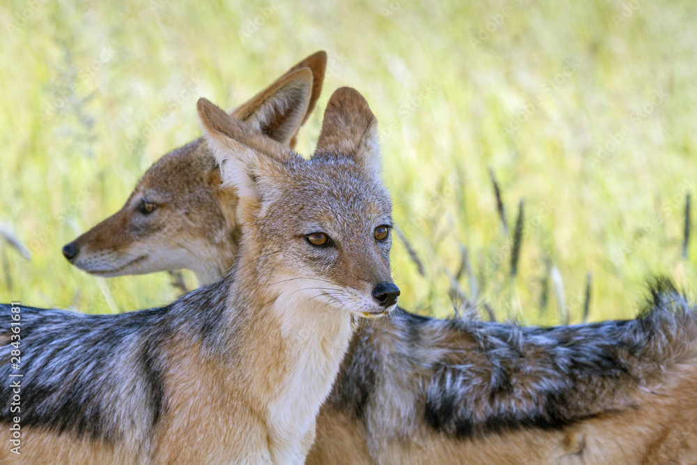 Africa, Namibia, Etosha National Park. Two black-backed jackals looking in opposite directions. Africa, Namibia, Etosha National Park. Two black-backed jackals looking in opposite directions.