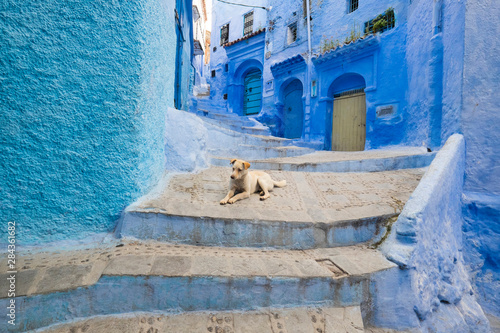 Fototapeta Naklejka Na Ścianę i Meble -  Morocco, Chefchaouen or Chaouen. It is most noted for its small narrow streets and neighborhoods painted in variety of vivid blue colors. Dog on stairs.