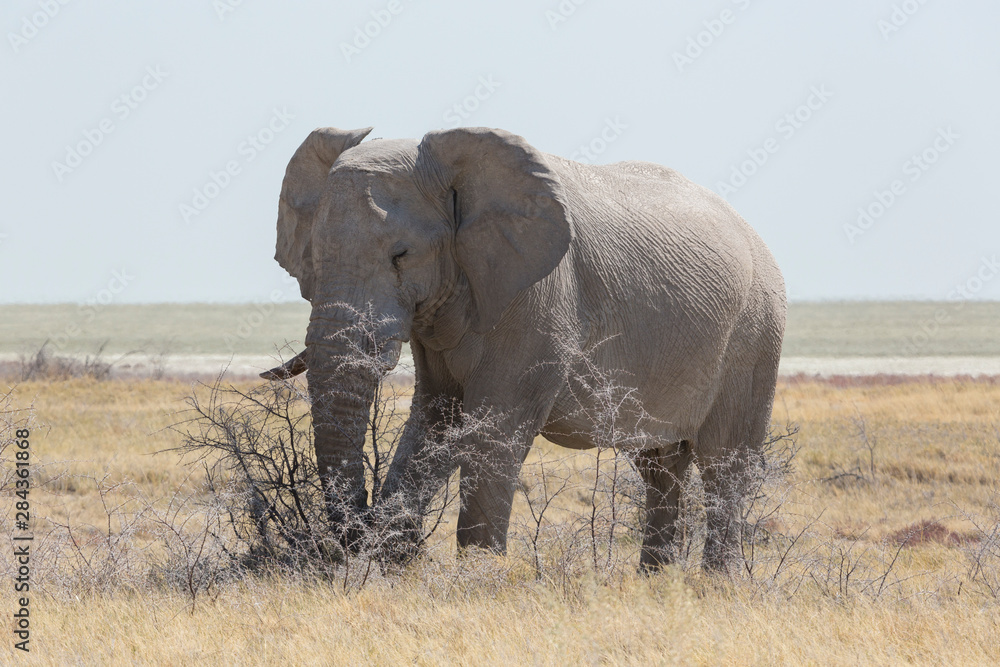 Obraz premium Elephant (Loxodonta Africana Africana) eating acacia shrubs along the Etosha Pan, Etosha National Park, Namibia, Africa.