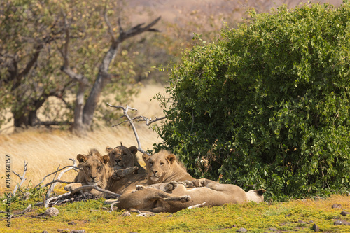 Namibia. A group of male desert-adapted lions lies resting in the Palmwag Concession, and area of conservancy. photo