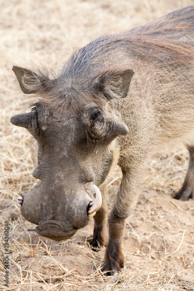 Africa, Namibia, Windhoek, Okapuka Ranch. Close-up of warthog.