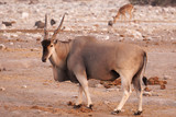 An Eland (Taurotragus Oryx) comes to a waterhole, Etosha National Park, Namibia, Africa. The eland is the largest and heaviest antelope in Africa.