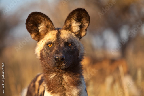 Africa, Namibia. Wild dog portrait. Credit as: Jim Zuckerman / Jaynes Gallery / DanitaDelimont.com