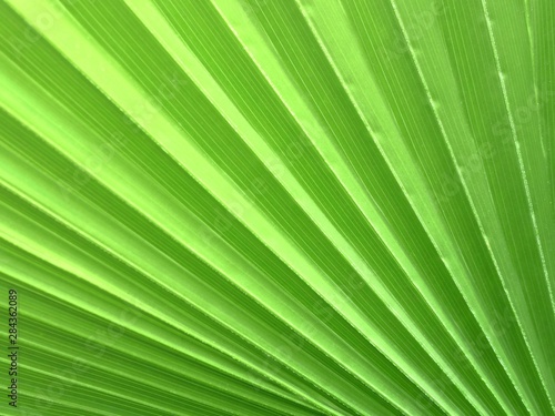 Close-up of palm leaves and gradient