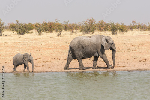 Namibia  a baby elephant strides to keep up with mom along a waterhole in eastern Etosha National Park.