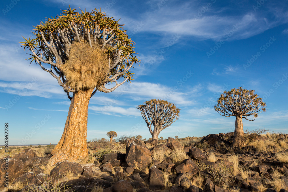Naklejka premium Africa, Namibia. Quiver trees and boulders.