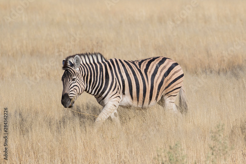 Zebra in grasses on the Savannah  Etosha National Park