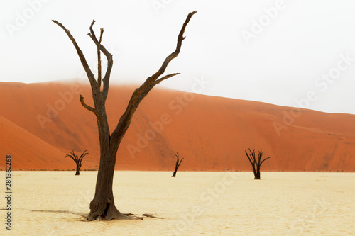 Africa, Namibia, Namib Desert, Namib-Naukluft National Park, Sossusvlei, Dead Vlei. Ancient dead camel thorn trees (Vachellia erioloba) framed against the red dunes with lowering fog.