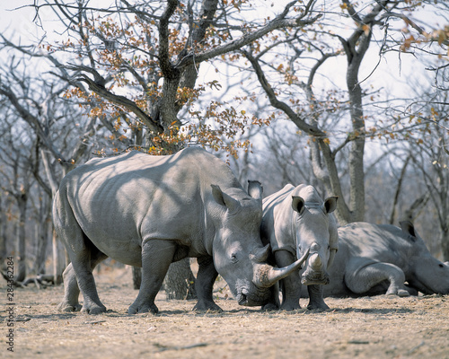 Africa  Namibia. White rhino mother and calf. Credit as  Jim Zuckerman   Jaynes Gallery   DanitaDelimont.com