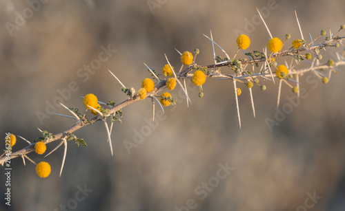 Africa, Namibia, Etosha National Park. Branch of a blooming camelthorn tree. photo