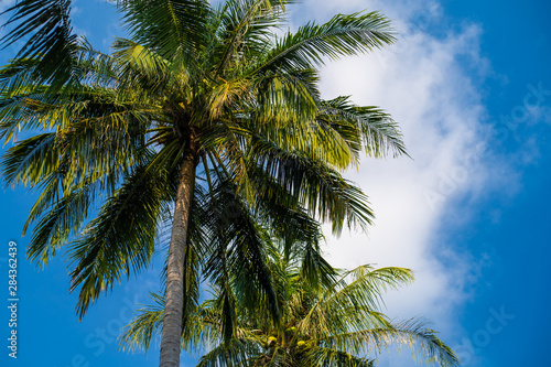 Coconut Palm tree with blue sky, beautiful tropical background © Евгения Медведева