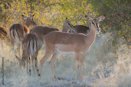 Black-faced Impala females with young, Etosha National Park, Namibia