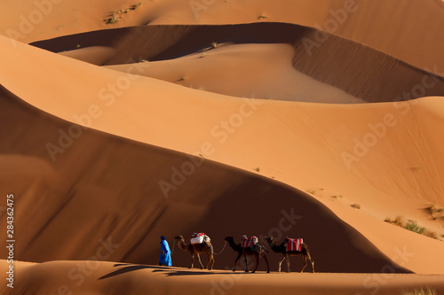 Camels and Dunes, Erg Chebbi, Sahara Desert, Morocco