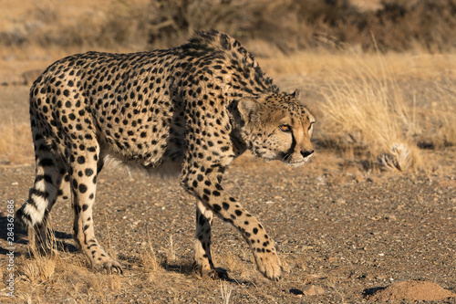Africa, Namibia. A captive Cheetah, Acinonyx jubatas, in stalking posture. Keetmanshoop
