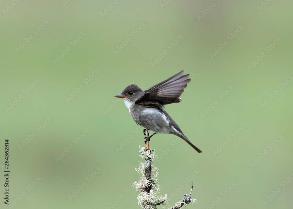 Obraz premium Olive-sided Flycatcher 