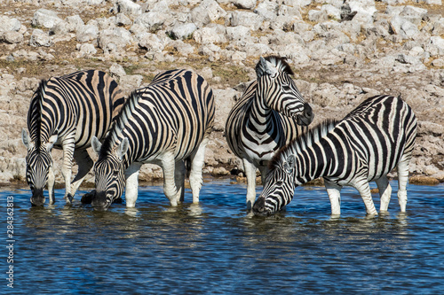 Africa  Namibia  Etosha National Park. Zebras at the watering hole