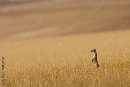 Hoarusib Valley, Namibia. Africa. A Meerkat stands tall in the prairie grass. photo