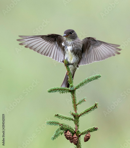 Olive-sided Flycatcher photo