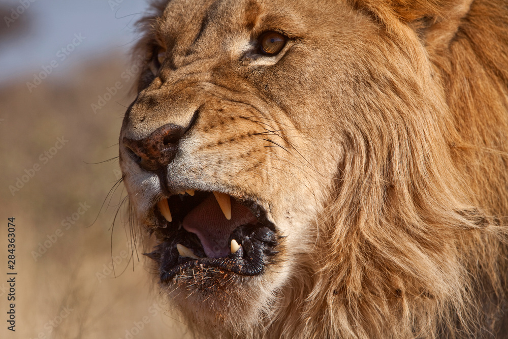 Africa, Namibia. Male lion, Namibia. Credit as: Jim Zuckerman / Jaynes Gallery / DanitaDelimont.com