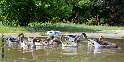  flock of geese swimming in the lake © Анастасия Кулина