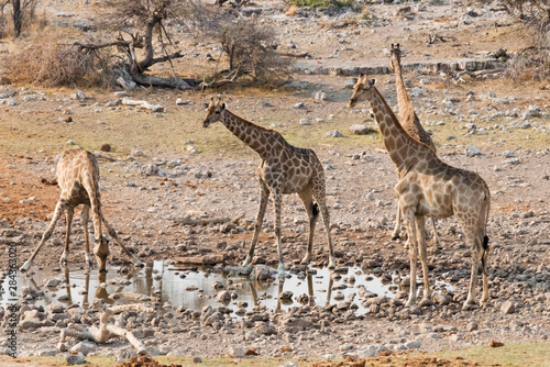 Giraffe in Etosha National Park. Oshikoto Region  Namibia.