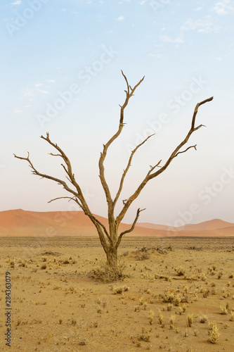 Africa, Namibia, Namib Desert, Namib-Naukluft National Park, Sossusvlei. Dead camel thorn tree with red dunes in the background.