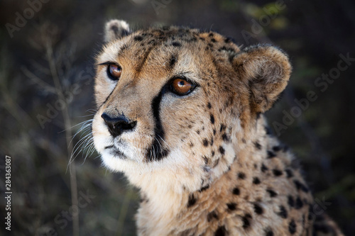 Namibia. Close-up of a cheetah.