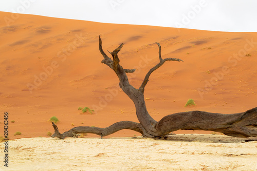 Africa, Namibia, Namib Desert, Namib-Naukluft National Park, Sossusvlei, Dead Vlei. Ancient camel thorn trees (Vachellia erioloba) surrounded by red sand dunes.