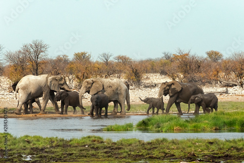 Elephant herd in Etosha National Park. Oshikoto Region, Namibia.