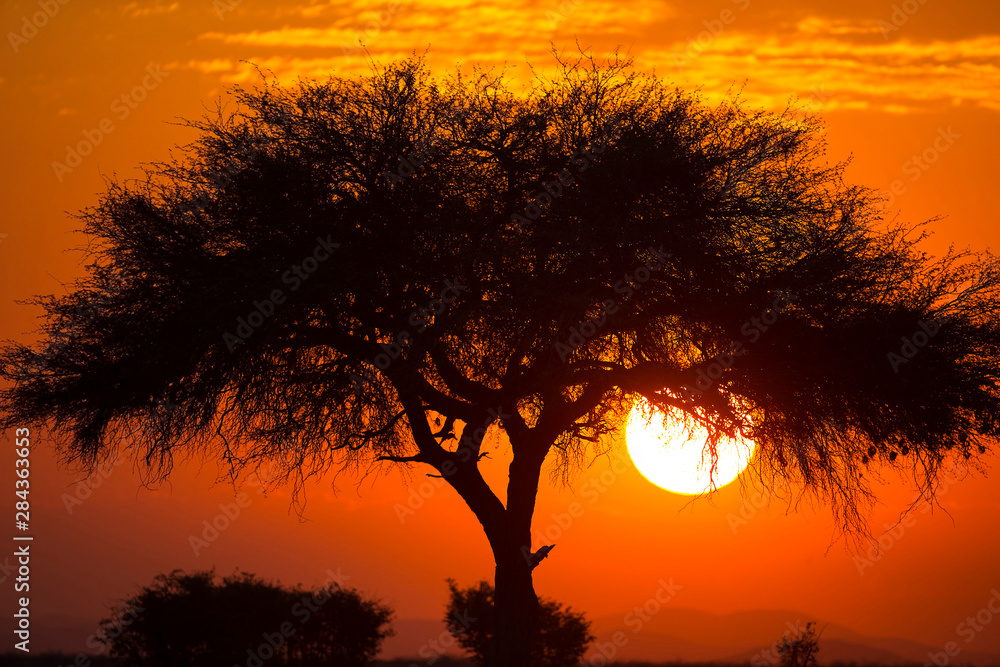 Etosha National Park, West Entrance, Namibia, Africa. Iconic view of an Acacia tree at sunset.