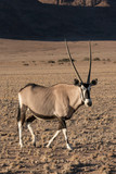 Namibia. A pregnant female Oryx, Oryx gazella, walks while cautiously watching observers.