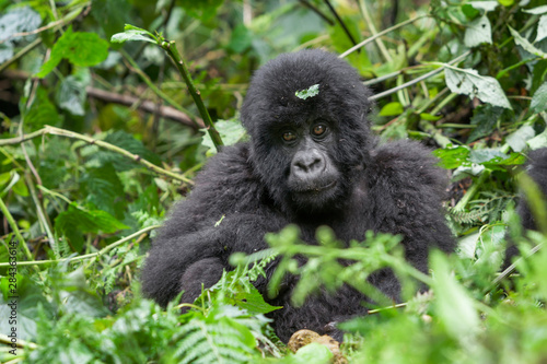 Africa, Rwanda, Volcanoes National Park. Young mountain gorilla sitting in thick vines. © Ellen Goff/Danita Delimont