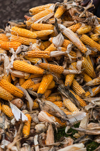 Africa, Rwanda, Ruhengeri. Pile of corn to be tied together to dry.