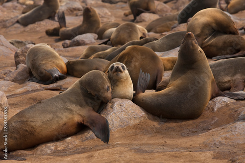 Seal colony, Cape Cross near Swakopmund, Namibia