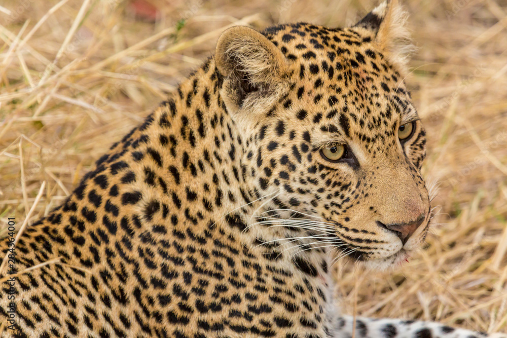 Africa, South Africa, Ngala Private Game Reserve. Close-up of adult leopard. Africa, South Africa, Ngala Private Game Reserve. Close-up of adult leopard.