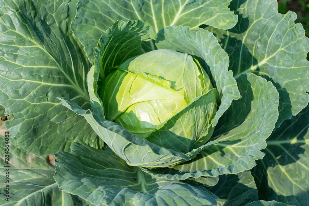 Obraz premium white cabbage growing in the garden in Sunny weather