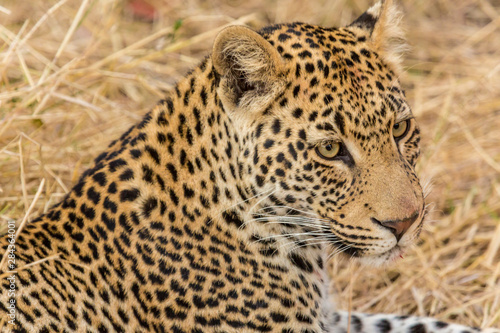 Africa  South Africa  Ngala Private Game Reserve. Close-up of adult leopard. 