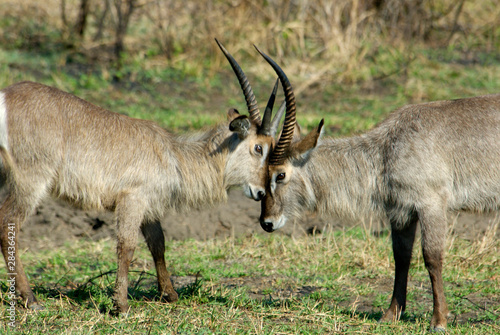 Africa  South Africa  KwaZulu Natal  waterbuck in Hluhluwe Umfolozi National Park 