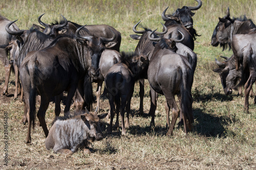 South Africa, Durban. Tala Game Reserve. Herd of Blue wildebeest © Cindy Miller Hopkins/Danita Delimont