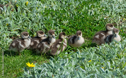 Egyptian goose, mother with ducklings, Knysna. Western Cape Province, South Africa.