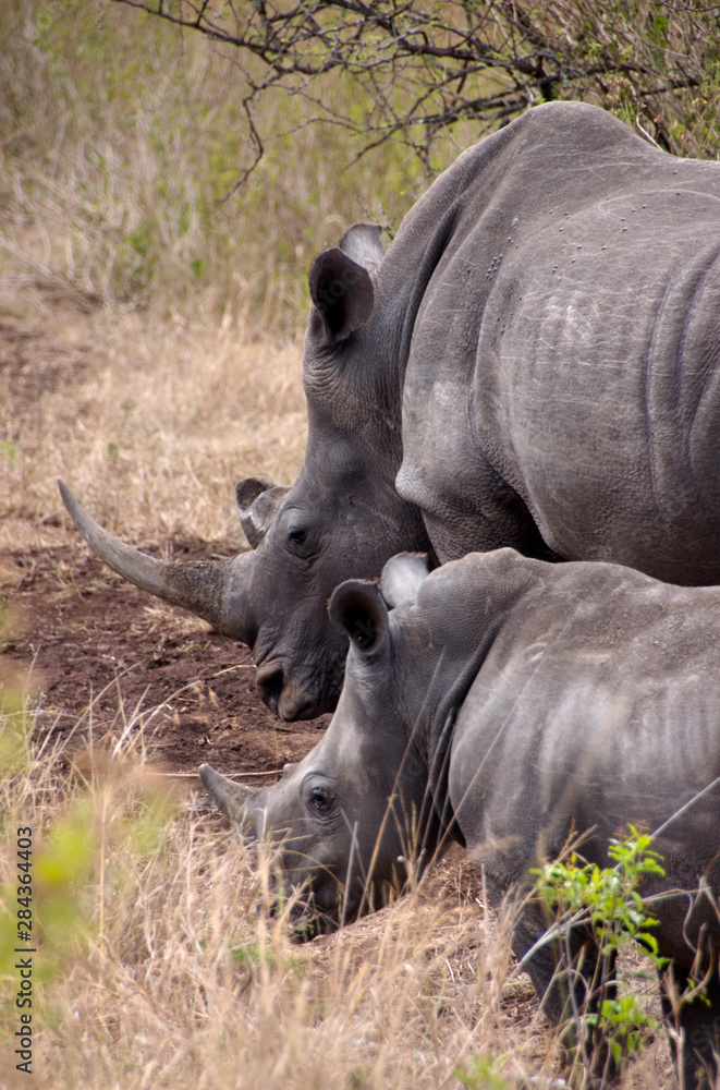 Africa, South Africa, KwaZulu Natal, Hluhluwe, White rhino in Zulu Nyala Game Reserve (mother and son) Africa, South Africa, KwaZulu Natal, Hluhluwe, White rhino in Zulu Nyala Game Reserve (mother and son)